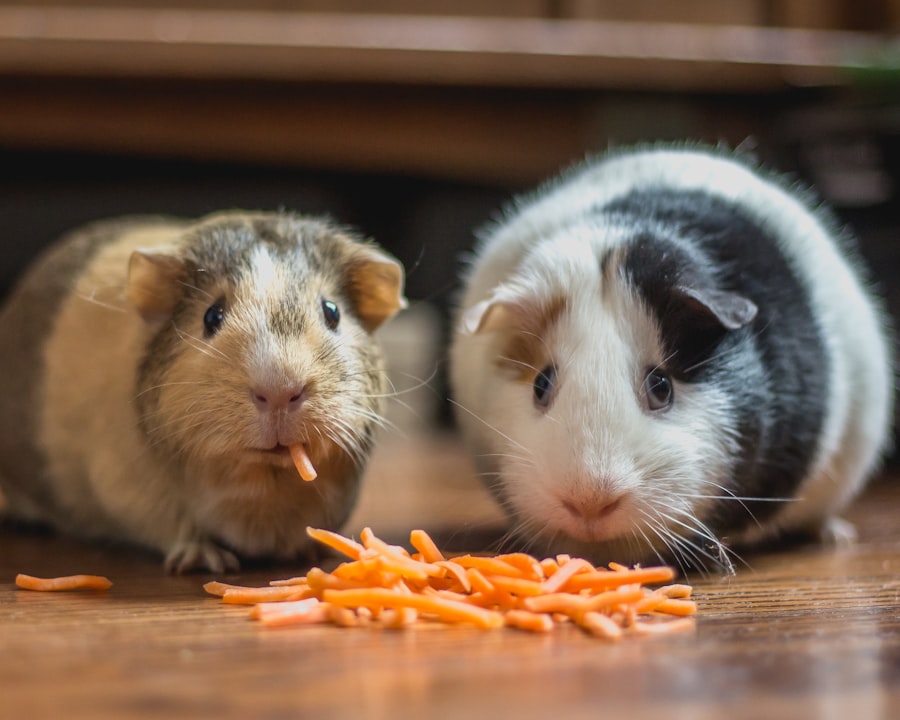 Deux cochons d'Inde devant des bâtonnets de carotte.