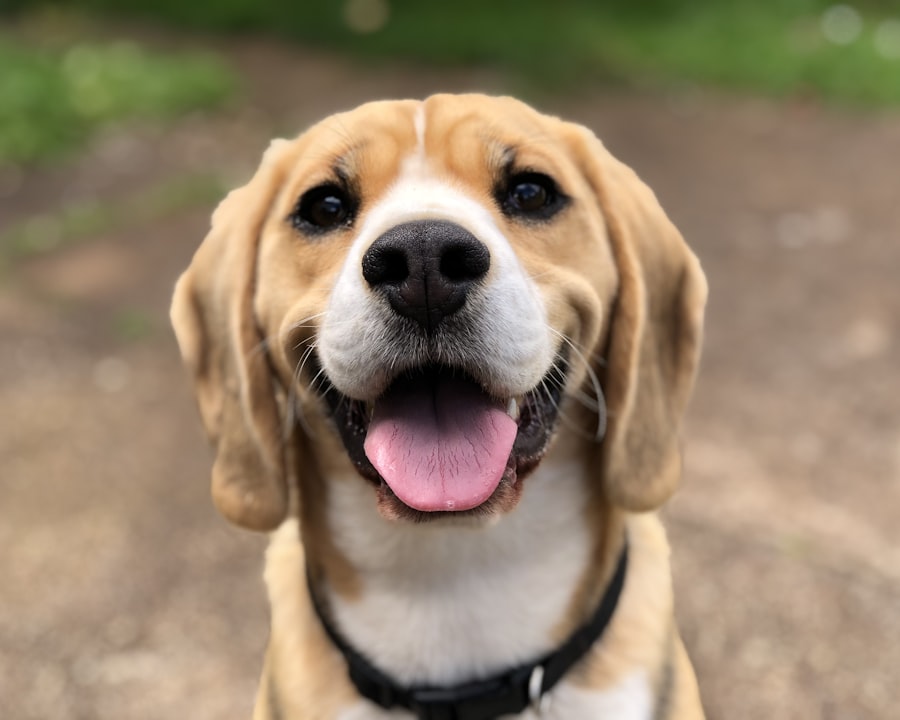 Un beagle souriant en extérieur.