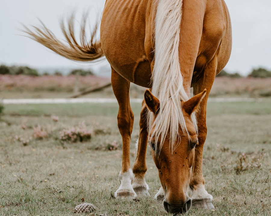 Un cheval palomino qui broute dans un pré.