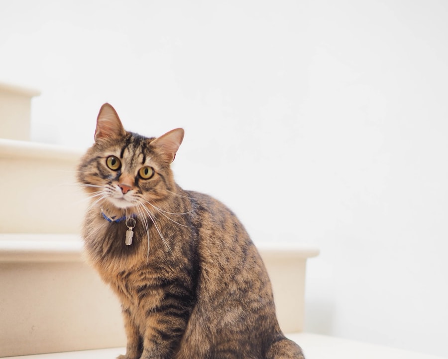 Un chat avec son collier et sa médaille.