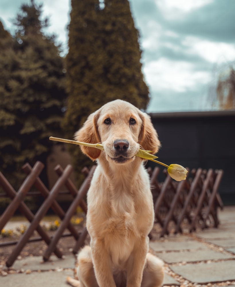 Un golden retriever assis qui tient une tulipe dans sa gueule.