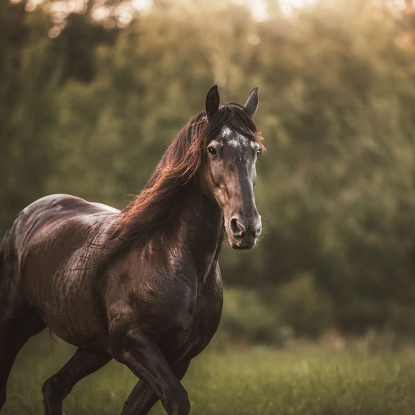 Un cheval brun qui galope dans un pré au coucher du soleil.