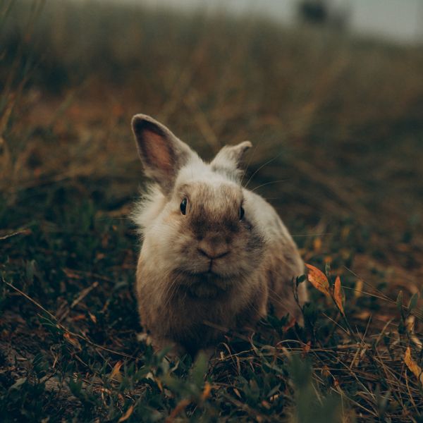 Un lapin beige assis dans l'herbe.