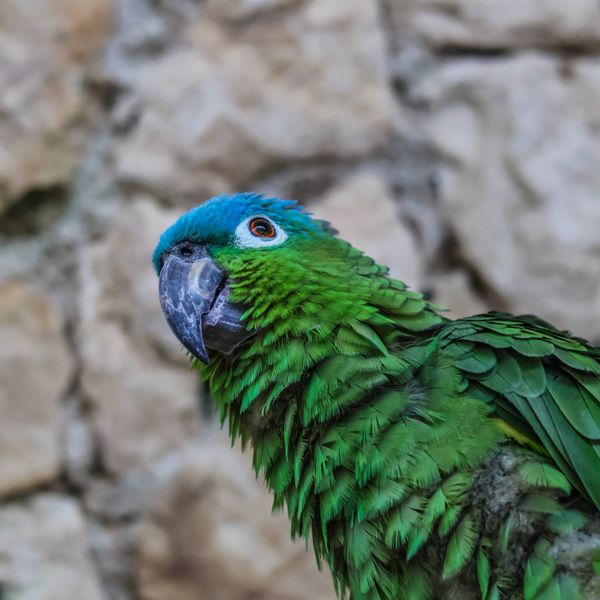 Un perroquet vert et bleu de profil.