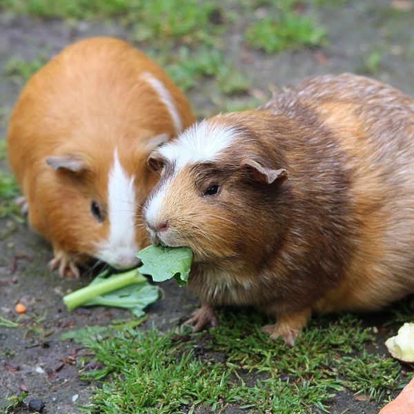 Deux cochons d'Inde qui grignotent une feuille verte.
