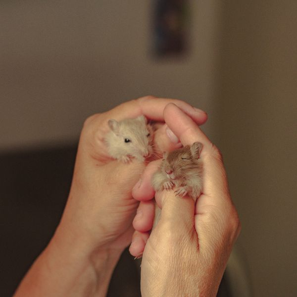 Deux petits hamsters blottis au creux de deux mains.