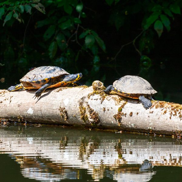 Deux tortues qui se prélassent sur un tronc au bord de l'eau.