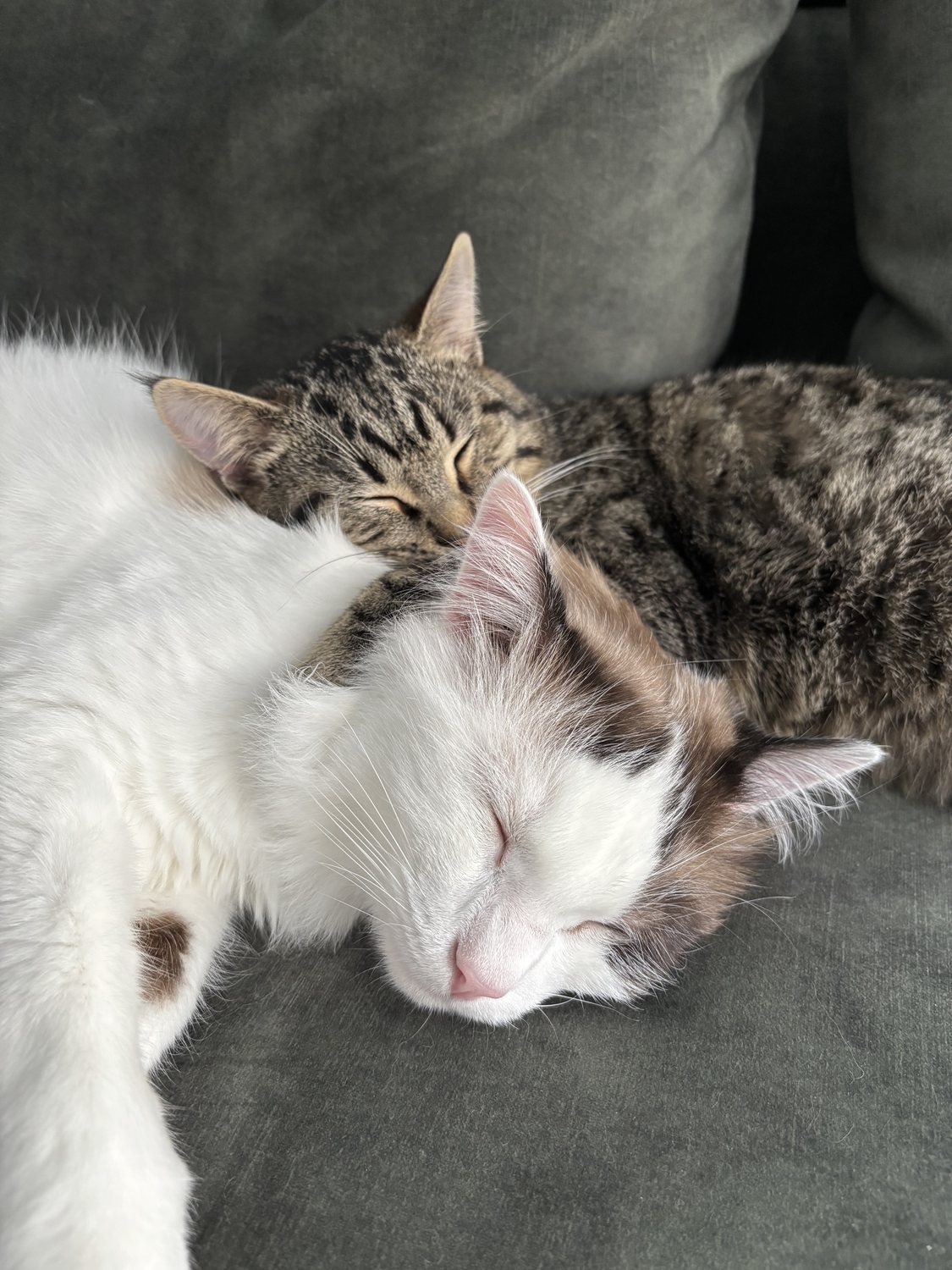 Deux chats blottis l'un contre l'autre, endormis.